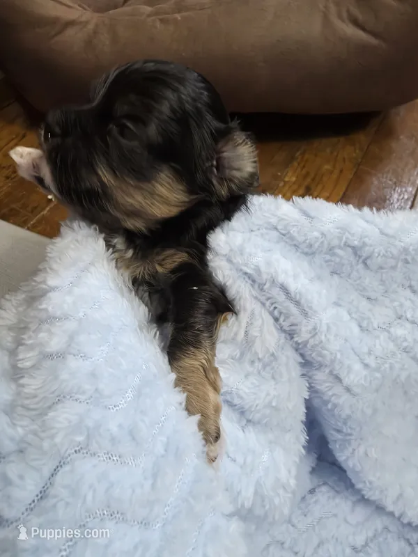 Fizz AKC Imperial Shih-Tzu Shihpoo – Shih Tzu, Poodle - Toy  puppy for sale in Buffalo, NY