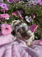 Jackie AKC, a female Shih Tzu for sale in Buffalo, NY – 2 of 3
