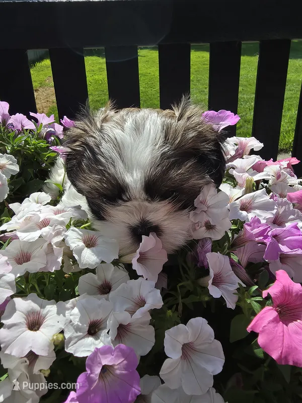 Chip AKC Imperial  – Shih Tzu puppy for sale in Buffalo, NY