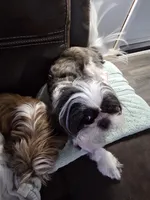 Clover AKC Spayed, a female Shih Tzu for sale in Buffalo, NY – 2 of 3