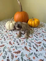 Elmer AKC Imperial , a male Shih Tzu for sale in Buffalo, NY – 2 of 3