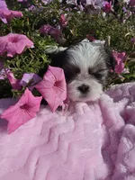 Heather AKC, a female Shih Tzu for sale in Buffalo, NY – 3 of 3