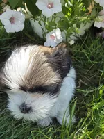 Chip AKC Imperial , a male Shih Tzu for sale in Buffalo, NY – 2 of 4