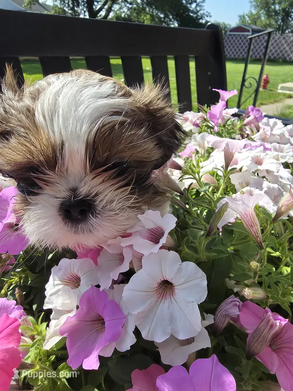 Tom AKC Imperial  – Shih Tzu puppy for sale in Buffalo, NY