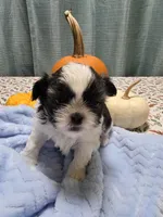 Archie AKC, a male Shih Tzu for sale in Buffalo, NY – 3 of 3