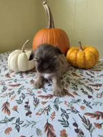 Elmer AKC Imperial , a male Shih Tzu for sale in Buffalo, NY – 3 of 3