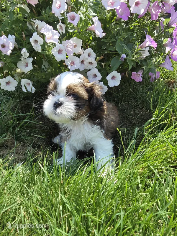 Jerry AKC Imperial  – Shih Tzu puppy for sale in Buffalo, NY