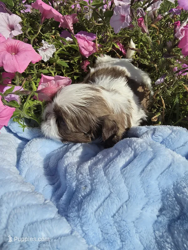 Oliver AKC  – Shih Tzu puppy for sale in Buffalo, NY