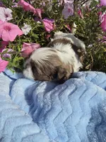 Oliver AKC , a male Shih Tzu for sale in Buffalo, NY – 1 of 3