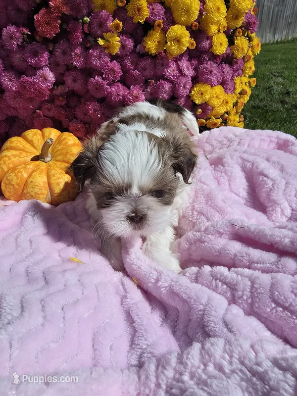 Jackie AKC – Shih Tzu puppy for sale in Buffalo, NY