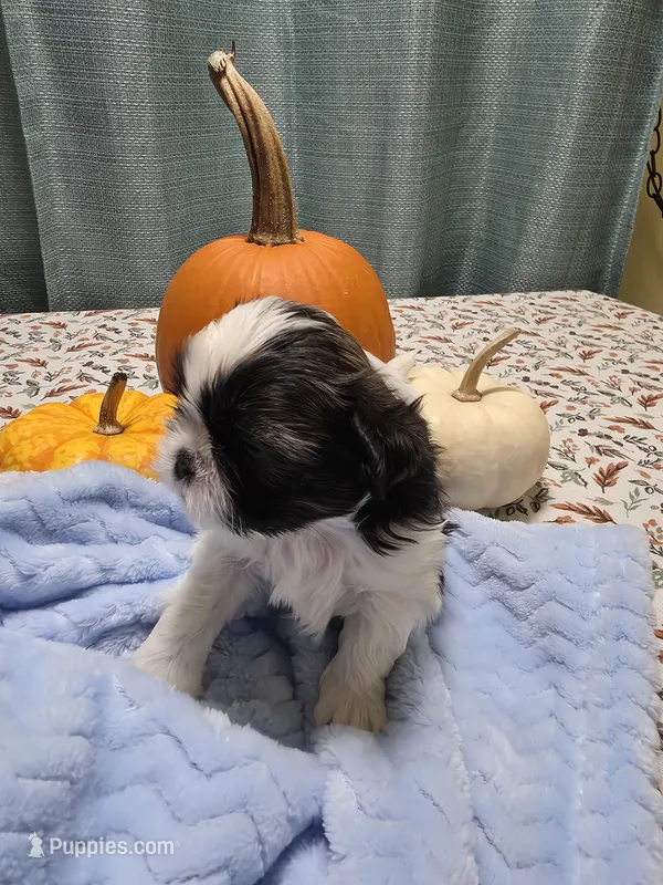 Archie AKC, a male Shih Tzu for sale in Buffalo, NY – 1 of 3