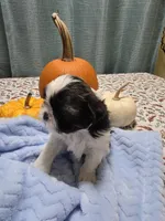 Archie AKC, a male Shih Tzu for sale in Buffalo, NY – 1 of 3