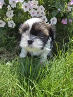 Petunia AKC Imperial , a female Shih Tzu for sale in Buffalo, NY – 4 of 4
