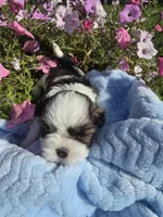 Norman, a male Shih Tzu for sale in Buffalo, NY – 2 of 3