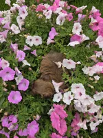 Rosie Imperial AKC Shihpoo, a female Shih Tzu and Poodle - Toy  for sale in Buffalo, NY – 3 of 3