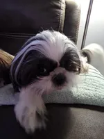 Clover AKC Spayed, a female Shih Tzu for sale in Buffalo, NY – 3 of 3