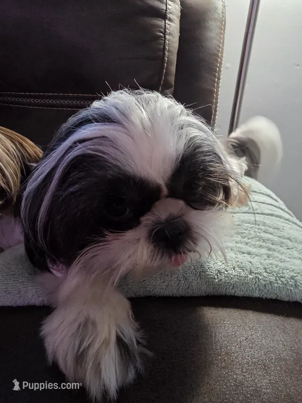 Clover AKC Spayed – Shih Tzu puppy for sale in Buffalo, NY