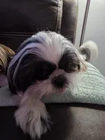 Clover AKC Spayed, a female Shih Tzu for sale in Buffalo, NY – 1 of 3