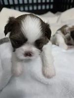 Josh AKC Imperial , a male Shih Tzu for sale in Buffalo, NY – 4 of 4