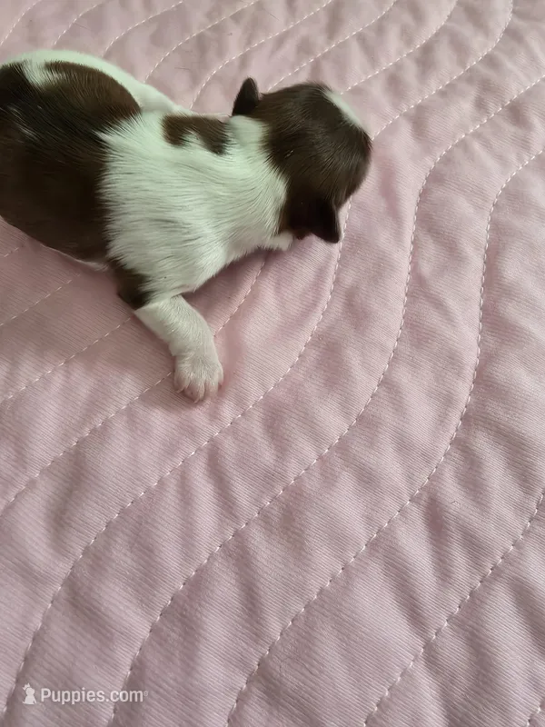 Josh AKC Imperial  – Shih Tzu puppy for sale in Buffalo, NY