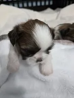 Josh AKC Imperial , a male Shih Tzu for sale in Buffalo, NY – 3 of 4