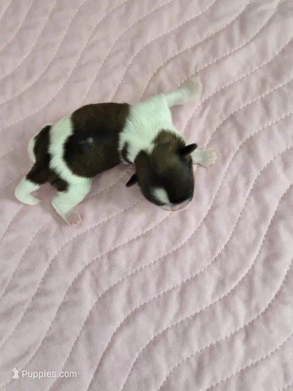 Allen AKC Imperial  – Shih Tzu puppy for sale in Buffalo, NY