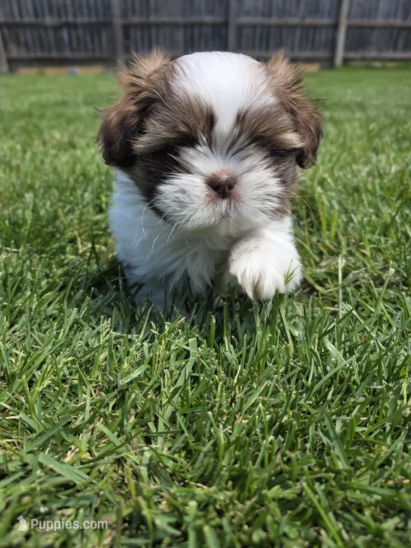 Josh AKC Imperial  – Shih Tzu puppy for sale in Buffalo, NY