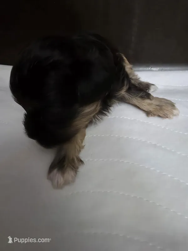 Fizz AKC Imperial Shih-Tzu Shihpoo – Shih Tzu, Poodle - Toy  puppy for sale in Buffalo, NY