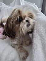 Lucy AKC  Spayed 9lbs, a female Shih Tzu for sale in Buffalo, NY – Photo 3 of 3