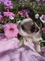Jackie AKC, a female Shih Tzu for sale in Buffalo, NY – 3 of 3