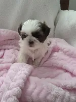 Oscar, a male Shih Tzu for sale in Buffalo, NY – Photo 3 of 3