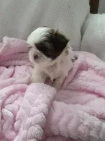 Oscar, a male Shih Tzu for sale in Buffalo, NY – Photo 1 of 3