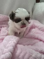 Oscar, a male Shih Tzu for sale in Buffalo, NY – Photo 2 of 3