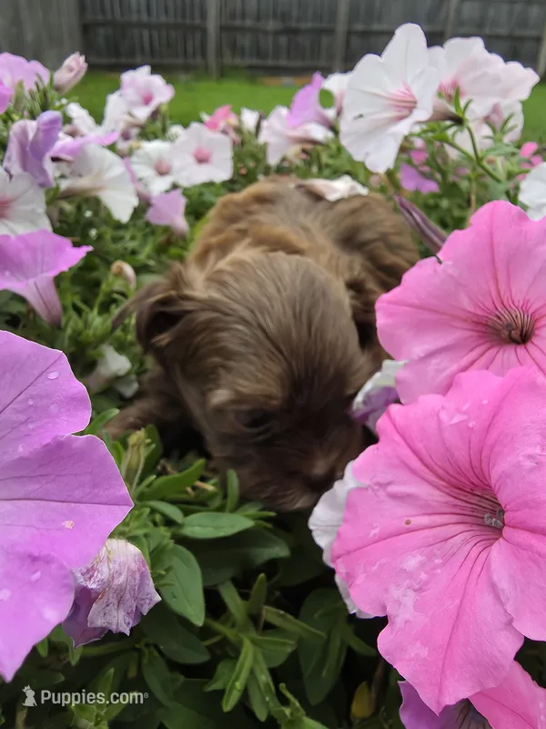 Rosie Imperial AKC Shihpoo – Shih Tzu, Poodle - Toy  puppy for sale in Buffalo, NY