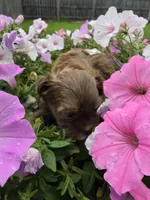 Rosie Imperial AKC Shihpoo, a female Shih Tzu and Poodle - Toy  for sale in Buffalo, NY – 1 of 3