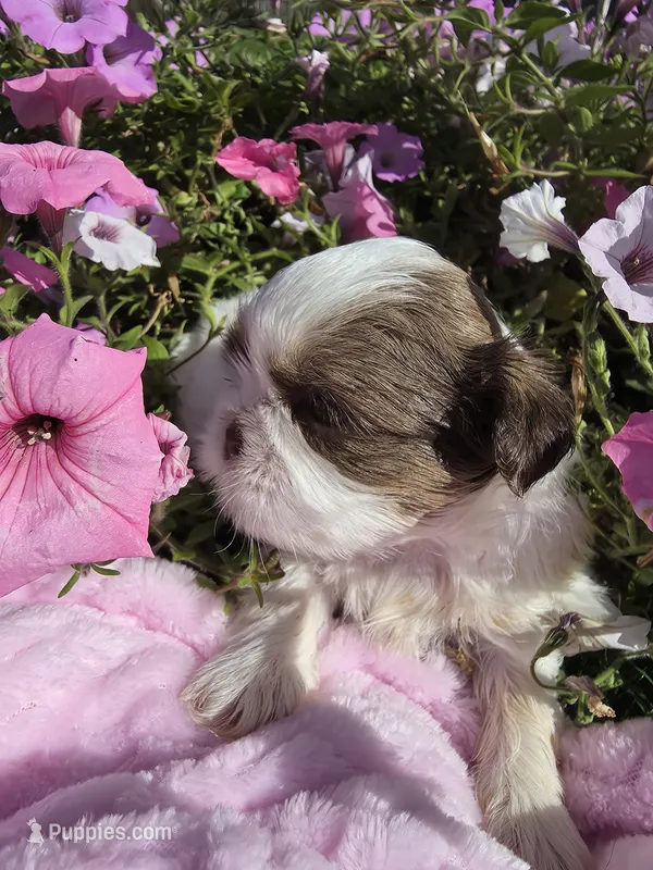 Jackie AKC – Shih Tzu puppy for sale in Buffalo, NY