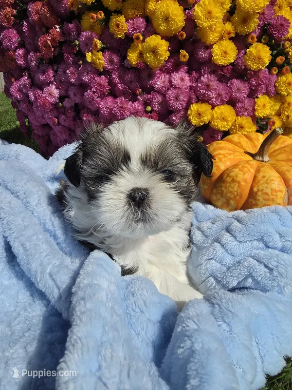 Norman AKC – Shih Tzu puppy for sale in Buffalo, NY