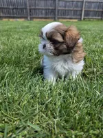 Josh AKC Imperial , a male Shih Tzu for sale in Buffalo, NY – 2 of 4