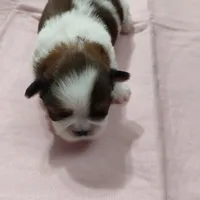 Puff Imperial AKC, a female Shih Tzu for sale in Buffalo, NY – Photo 3 of 4