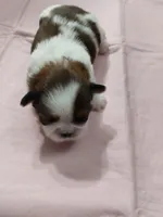 Puff Imperial AKC, a female Shih Tzu for sale in Buffalo, NY – Photo 3 of 4