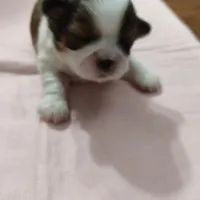 Puff Imperial AKC, a female Shih Tzu for sale in Buffalo, NY – Photo 2 of 4