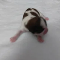 Puff Imperial AKC, a female Shih Tzu for sale in Buffalo, NY – Photo 4 of 4