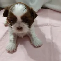 Puff Imperial AKC, a female Shih Tzu for sale in Buffalo, NY – Photo 1 of 4