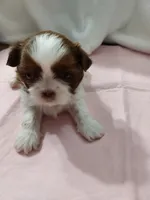 Puff Imperial AKC, a female Shih Tzu for sale in Buffalo, NY – Photo 1 of 4