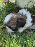 Chip AKC Imperial , a male Shih Tzu for sale in Buffalo, NY – 4 of 4