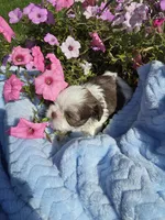 Obi Won AKC, a male Shih Tzu for sale in Buffalo, NY – 2 of 2