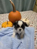 Archie AKC, a male Shih Tzu for sale in Buffalo, NY – 2 of 3