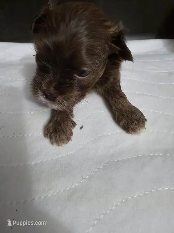 Rosie Toy Poodle AKC Shihpoo – Shih Tzu, Poodle - Toy  puppy for sale in Buffalo, NY