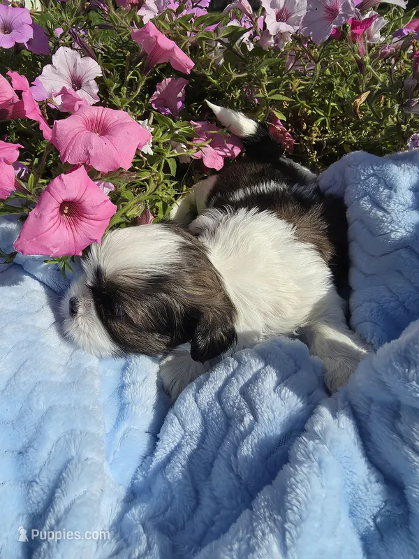 Norman – Shih Tzu puppy for sale in Buffalo, NY