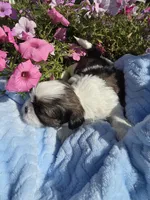 Norman, a male Shih Tzu for sale in Buffalo, NY – 1 of 3